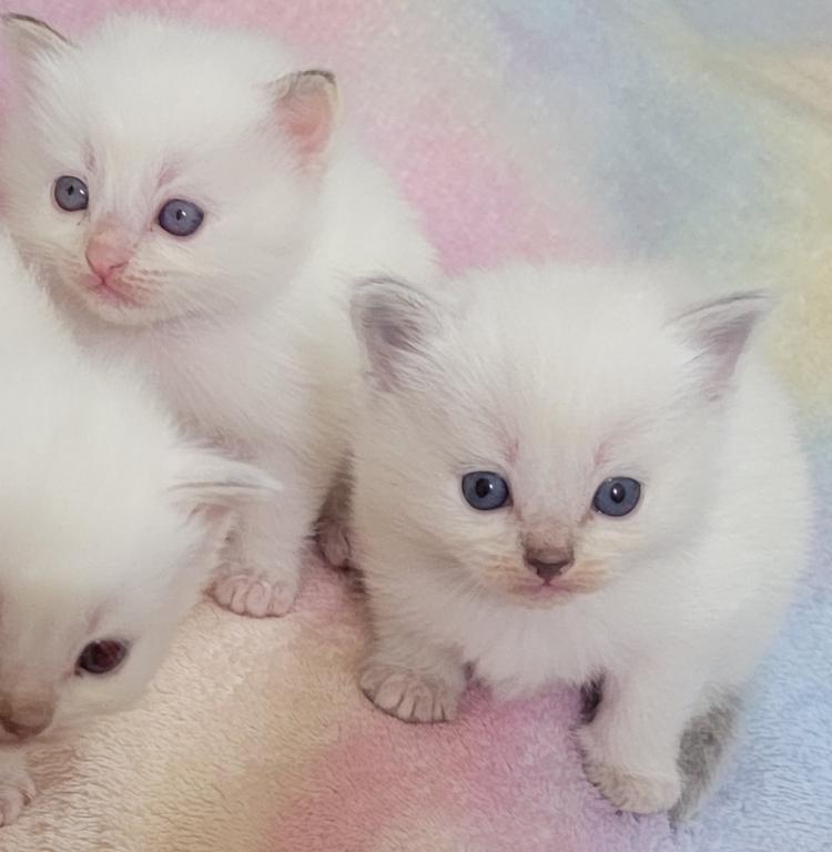 Christmas Kittens photo 1