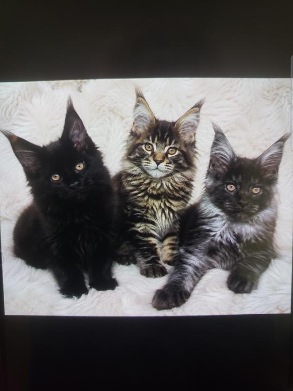 European Maine Coon Litter photo 1