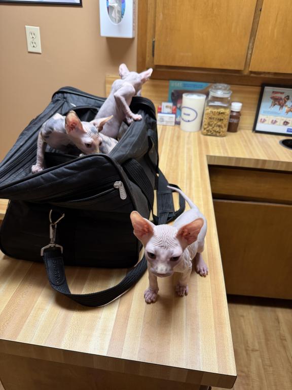 Juno Boy Sphynx photo 5