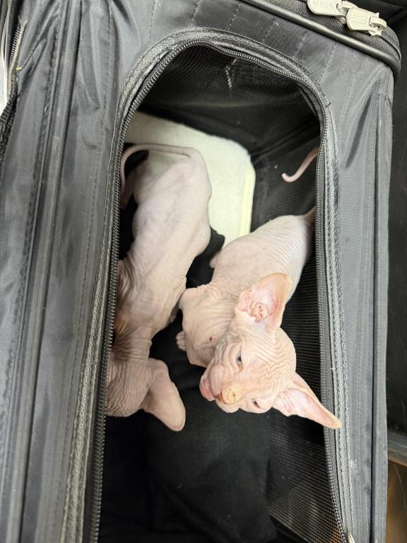 Juno Boy Sphynx photo 3