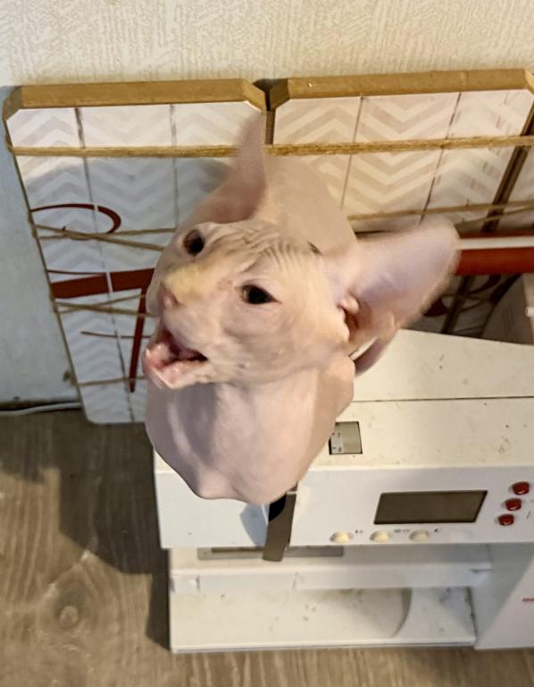 Juno Boy Sphynx photo 2