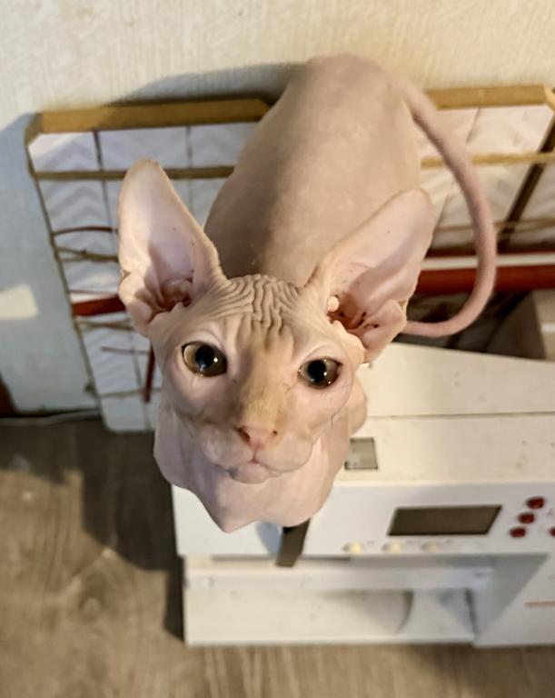 Juno Boy Sphynx photo 1