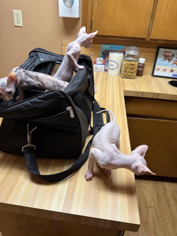 Juno Boy Sphynx photo 4