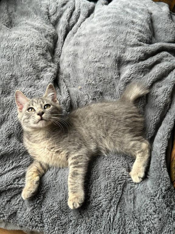 Black Bobtail Girl Kitten photo 7