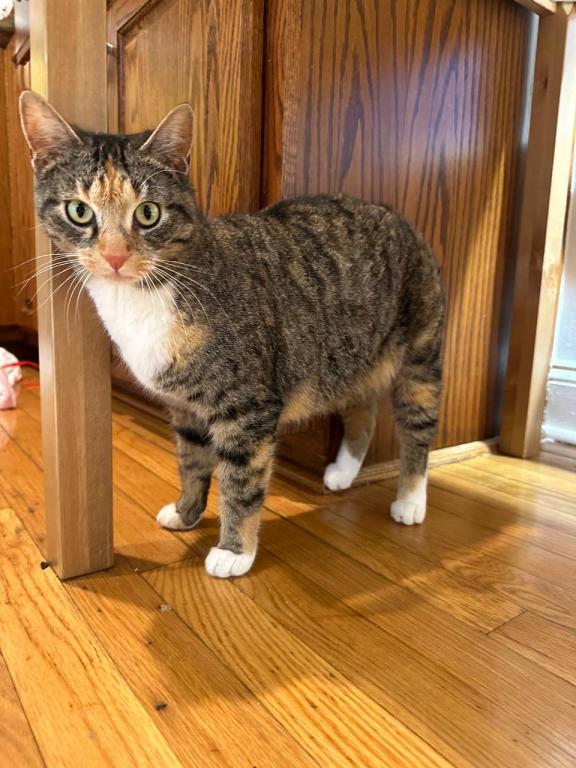 Black Bobtail Girl Kitten photo 14