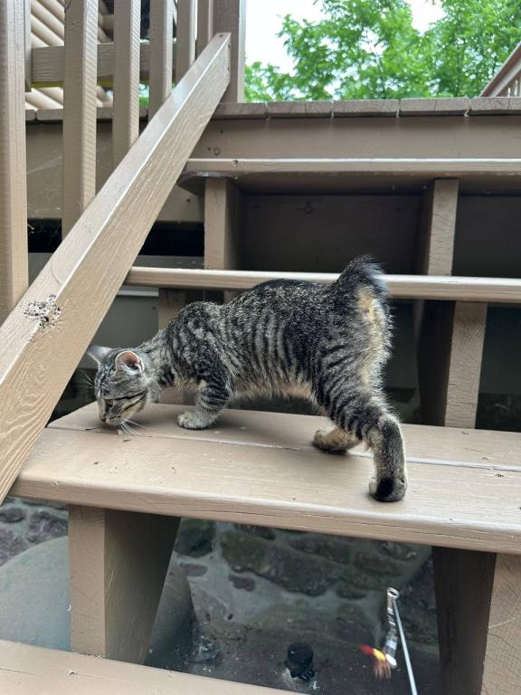 Black Bobtail Girl Kitten photo 3