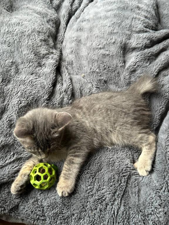 Black Bobtail Girl Kitten photo 9