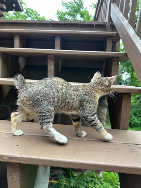 Black Bobtail Girl Kitten photo 8