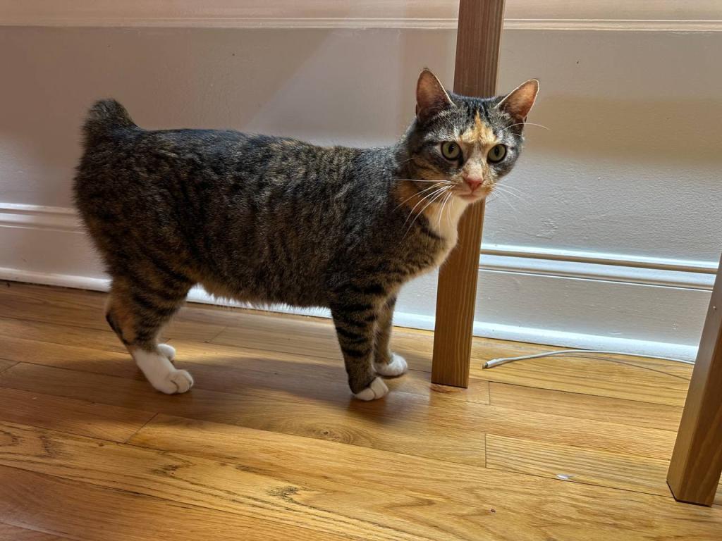 Black Bobtail Girl Kitten photo 13