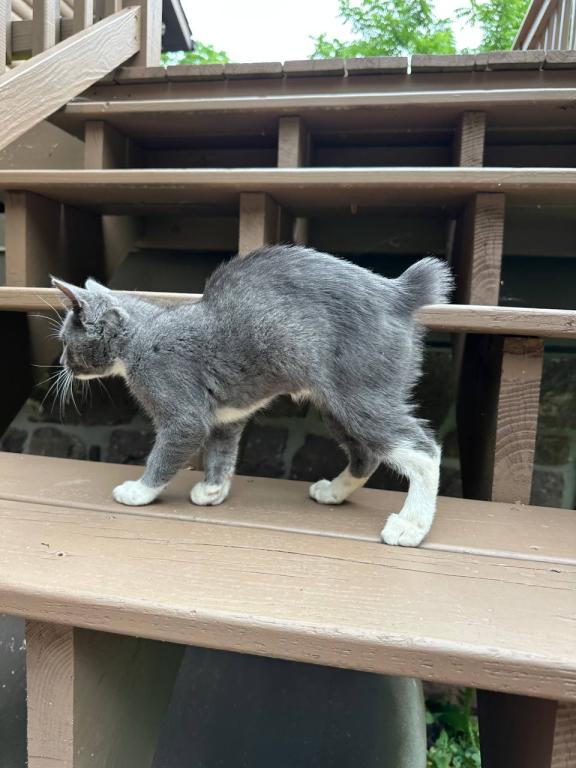 Black Bobtail Girl Kitten photo 6