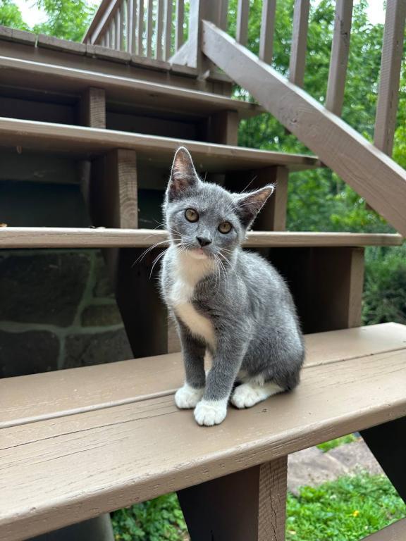 Black Bobtail Girl Kitten