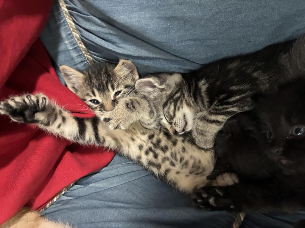 Poly Tiger Lily Of Topaz        Twin Of Marigold photo 5