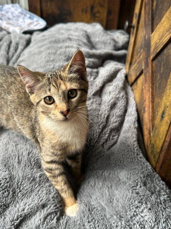 American Bobtail photo 3