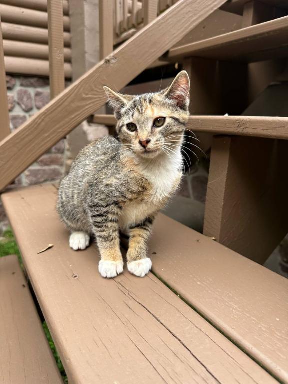 American Bobtail photo 8