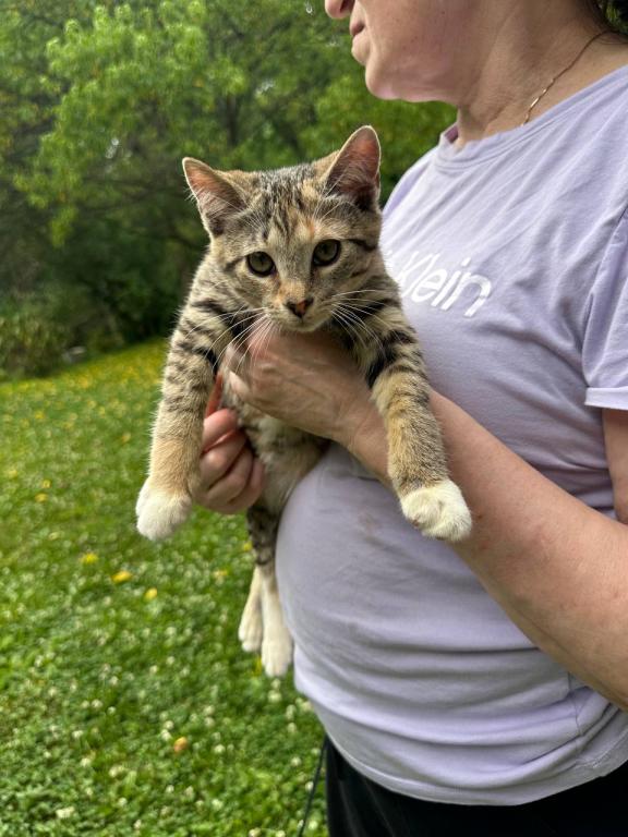 American Bobtail photo 12