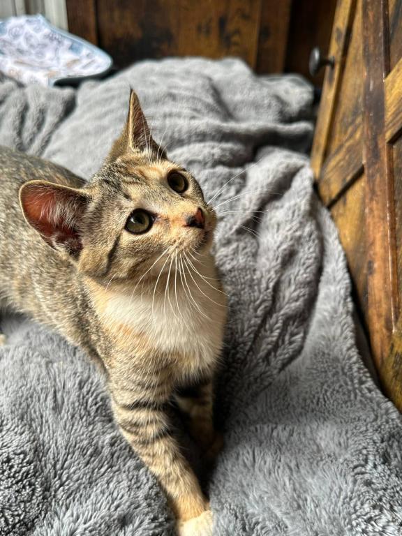 American Bobtail photo 2