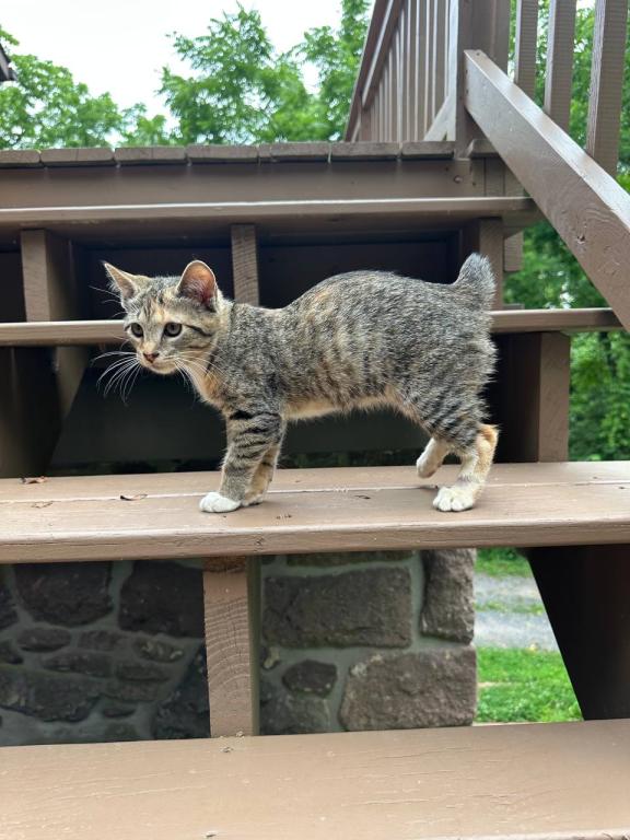 American Bobtail photo 6
