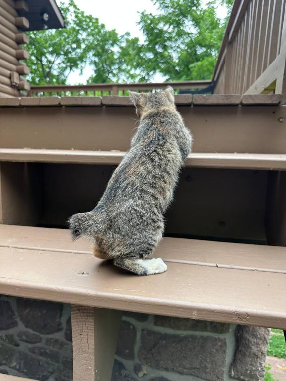 American Bobtail photo 7