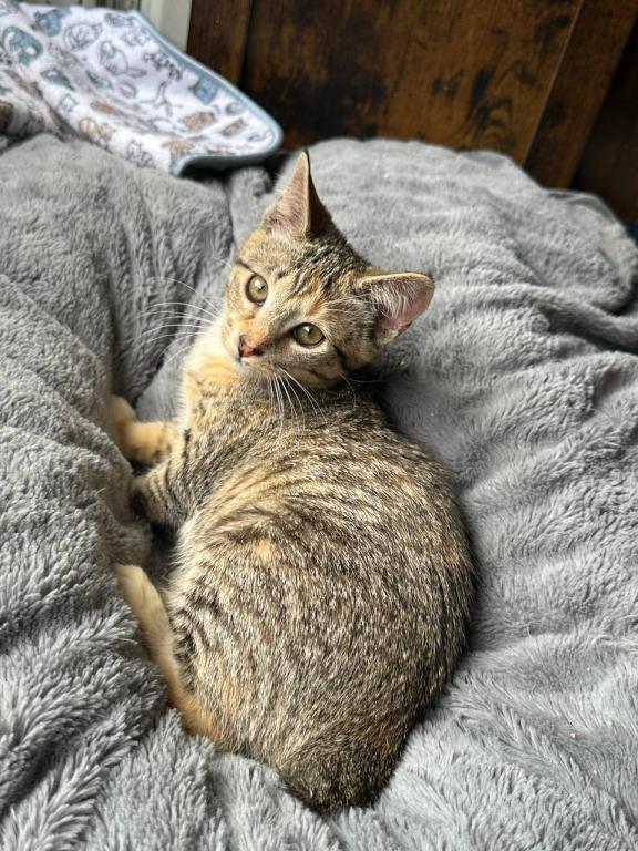 American Bobtail