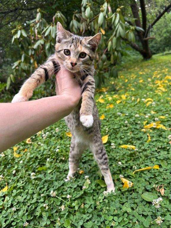 American Bobtail photo 11
