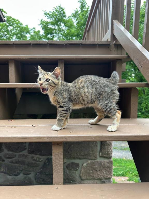 American Bobtail photo 5