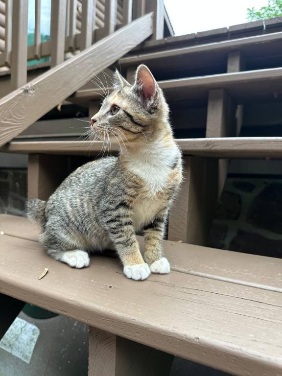 American Bobtail photo 9