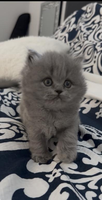 British Longhair Blue Female photo 1