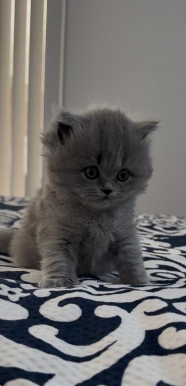 British Longhair Blue Female photo 5