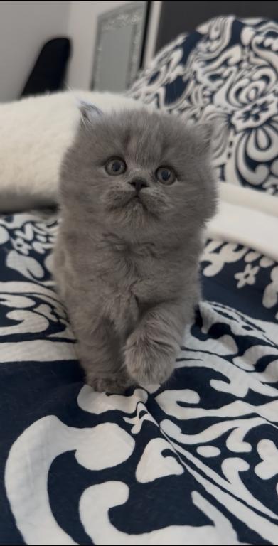British Longhair Blue Female photo 2