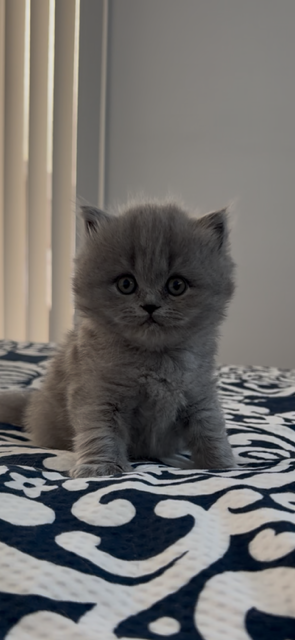 British Longhair Blue Female photo 4
