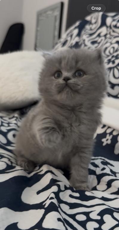 British Longhair Blue Female photo 3