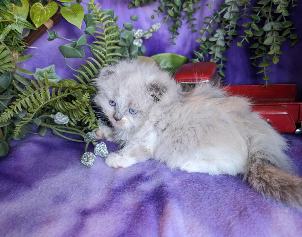Scottish Kilt Kittens photo 1