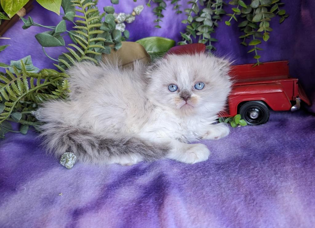 Scottish Kilt Kittens photo 2