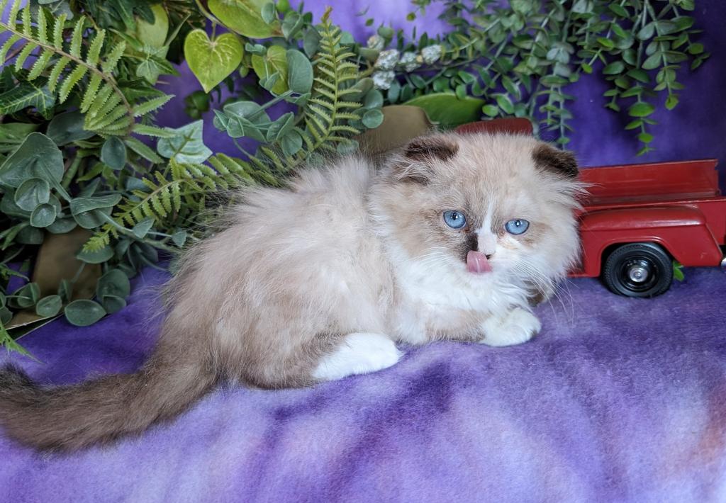 Scottish Kilt Kittens photo 3