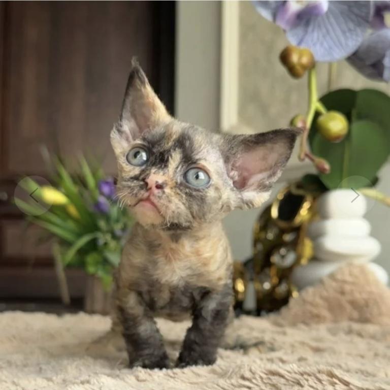 Blue Tortie Devon Rex photo 1