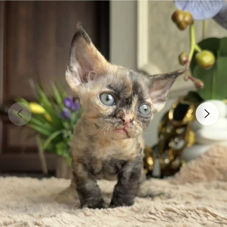 Blue Tortie Devon Rex photo 2