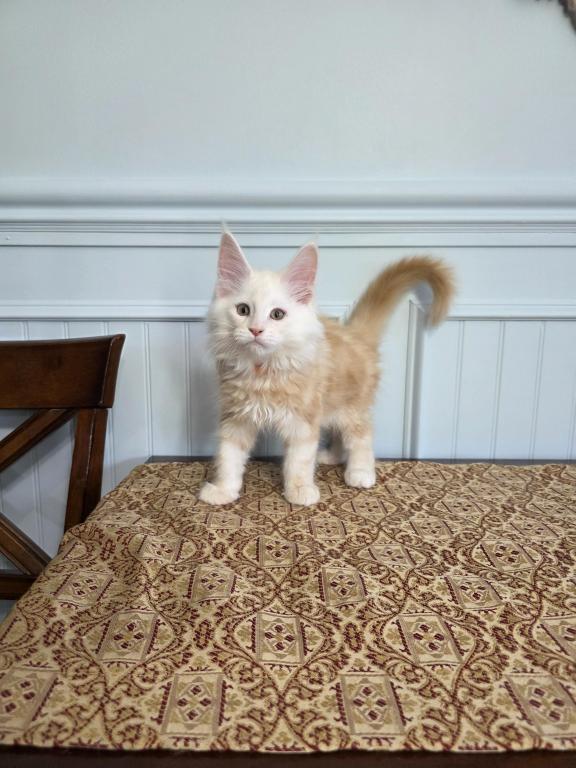 Cheddar photo 1