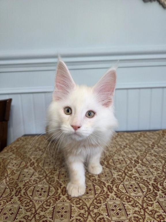 Cheddar photo 4