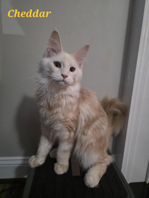 Cheddar photo 2
