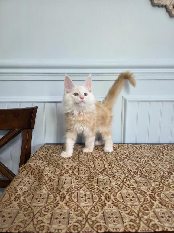 Cheddar photo 2