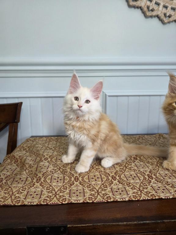 Cheddar photo 5