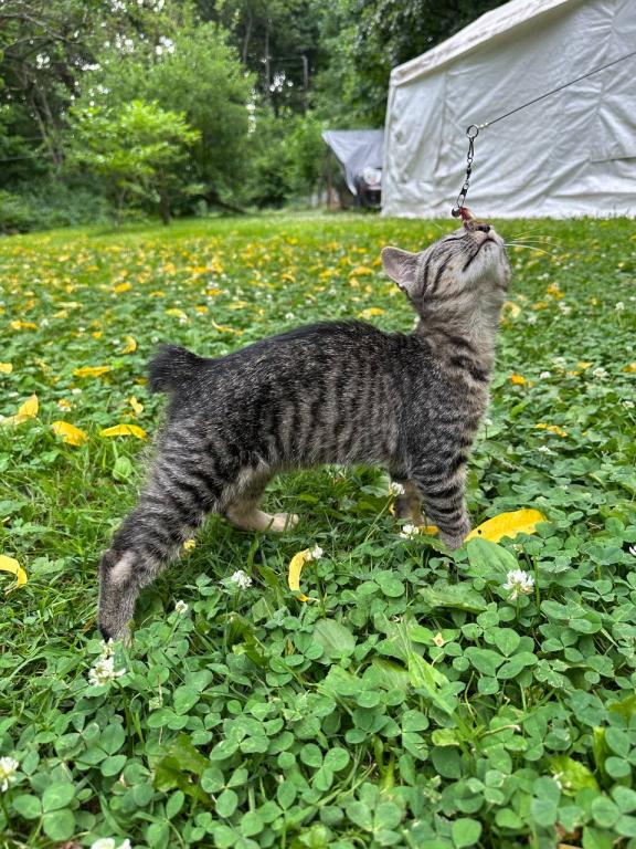 Real Bobtail photo 10