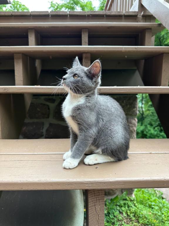 Real Bobtail photo 14