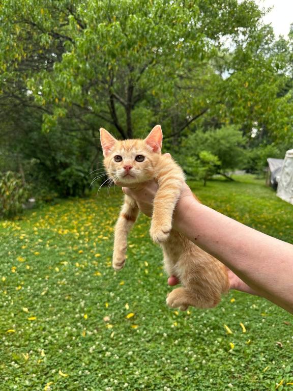 Real Bobtail photo 2