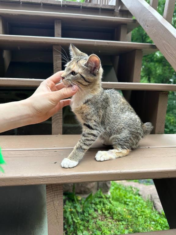 Real Bobtail photo 4