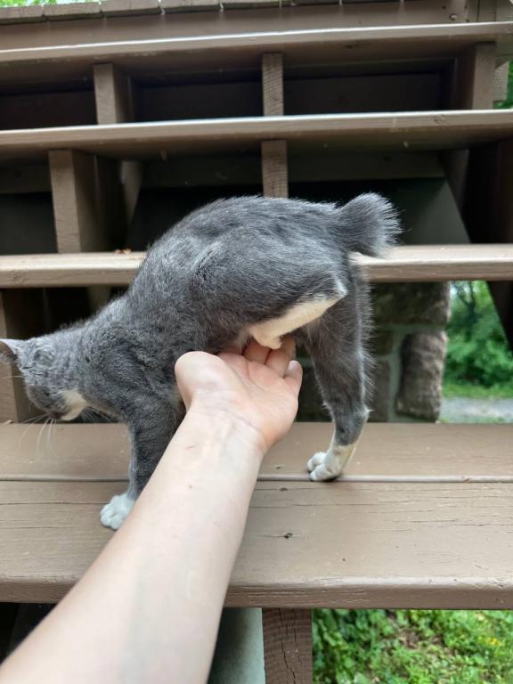 Real Bobtail photo 1
