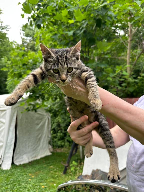 Bob Tail American Bobtail Girl photo 4