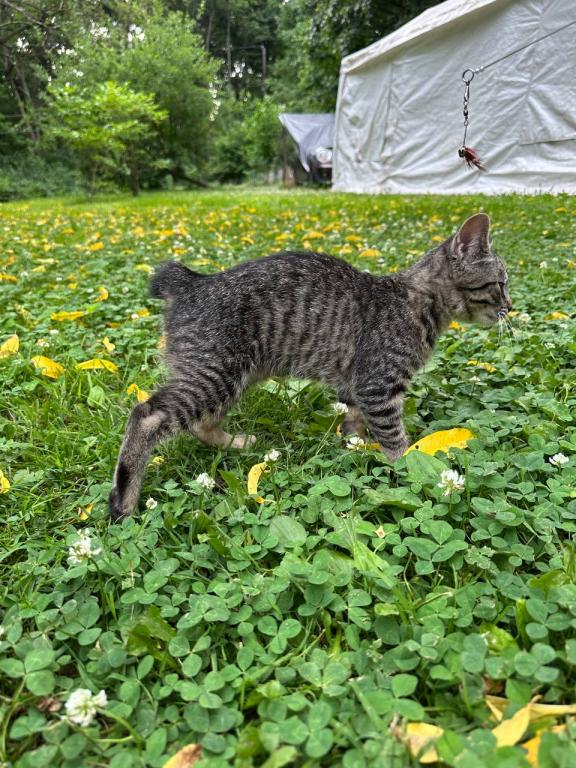 Bob Tail American Bobtail Girl photo 7