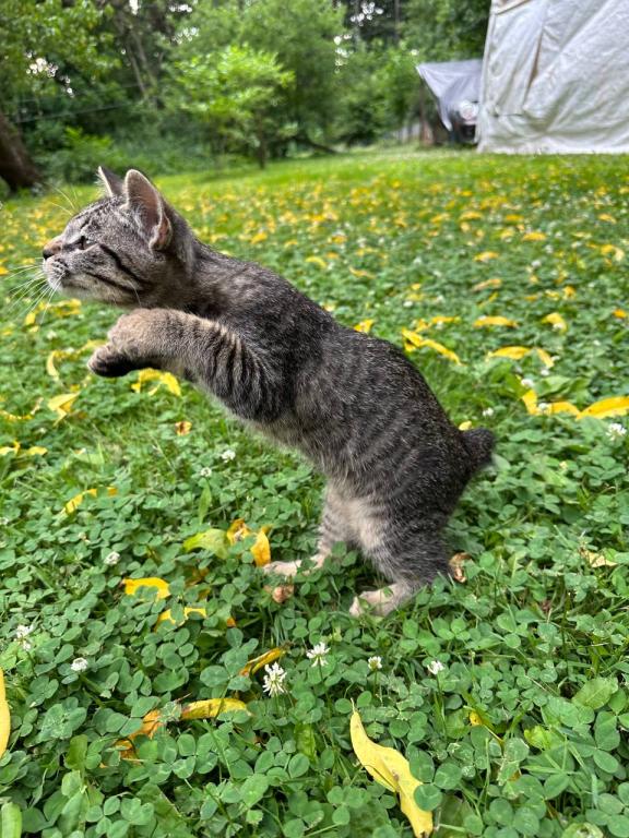Bob Tail American Bobtail Girl photo 6