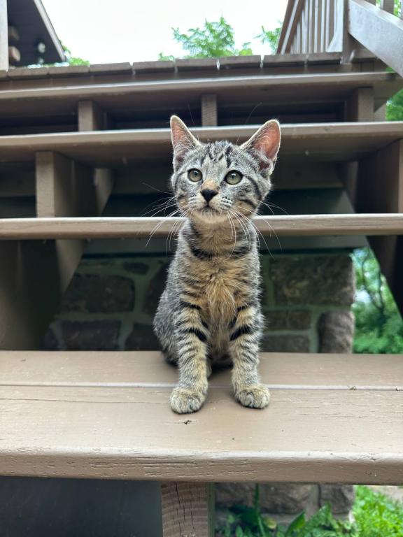 Bob Tail American Bobtail Girl photo 8